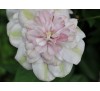 Клематис Инносент Блаш (Innocent Blush PBR)